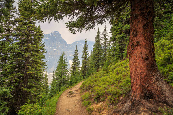 am Eiffel Lake Trail 