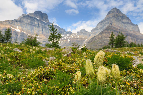 am Eiffel Lake Trail 
