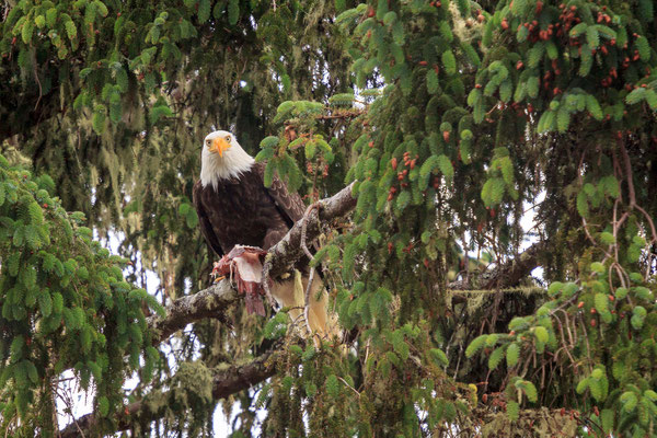 Weißkopfseeadler...mit Frühstück
