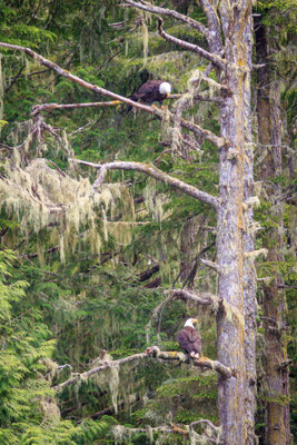 Weißkopfseeadler an der Telegraph Cove