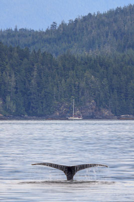 Buckelwal an der Telegraph Cove