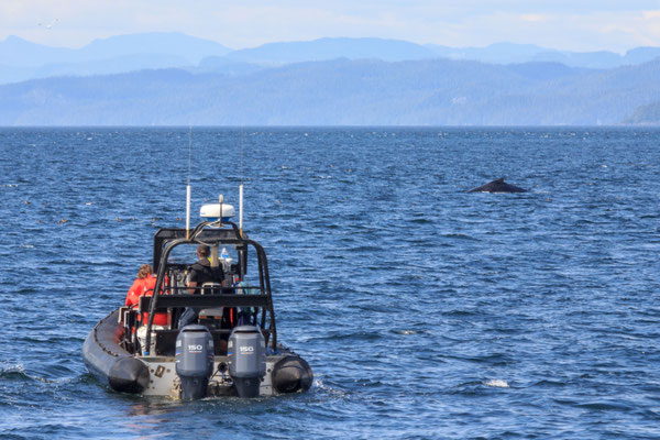 Whale Watching an der Telegraph Cove
