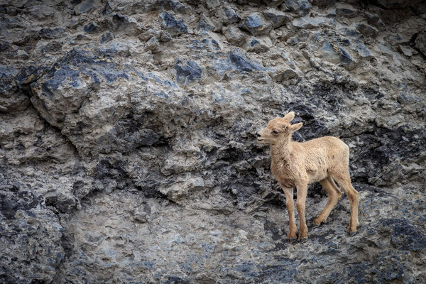 Mountain Goat Nachwuchs
