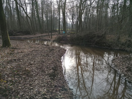 Sloten in het bos van de Vergeten Hoek.