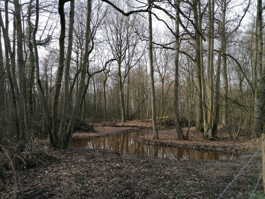 Sloten in het bos van de Vergeten Hoek.