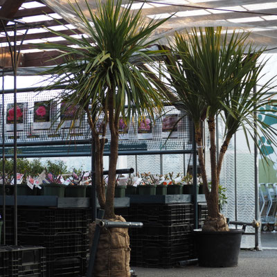 ニオイシュロラン コルジリネ 幹立ち３本セット 1本立 フラワー・ガーデニング ニオイシュロラン コルジリネ 幹立ち3