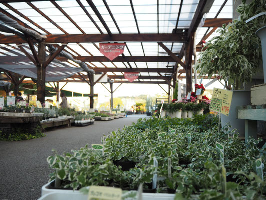 ブルーベリー苗 どかっと入荷しております 花ひろば 果樹 庭木 植木 バラ苗専門店