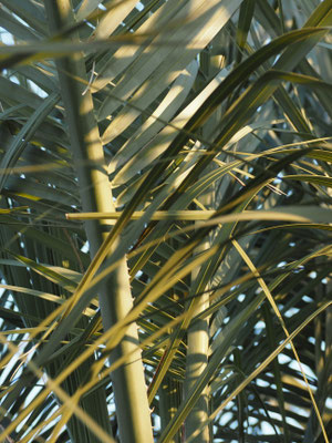 GAN ココスヤシ ポット植え カルフォルニアスタイル 送料込み価格