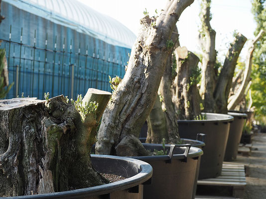 樹齢80 100年 国産原木オリーブの木 ファームの状況 花ひろば 果樹 庭木 植木 バラ苗専門店 樹齢80 100年 国産原木オリーブの木 ファームの状況 花ひろば 果樹 庭木 植木 バラ苗専門店