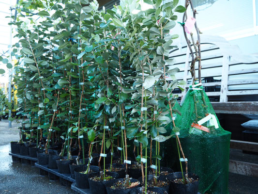 モミの木入荷しました！ - 花ひろば 果樹 庭木 植木 バラ苗専門店