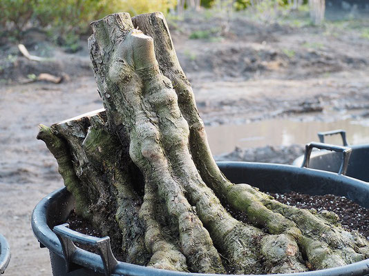 オリーブ　オリーブの木　古木　盆栽　植木　シンボルツリー