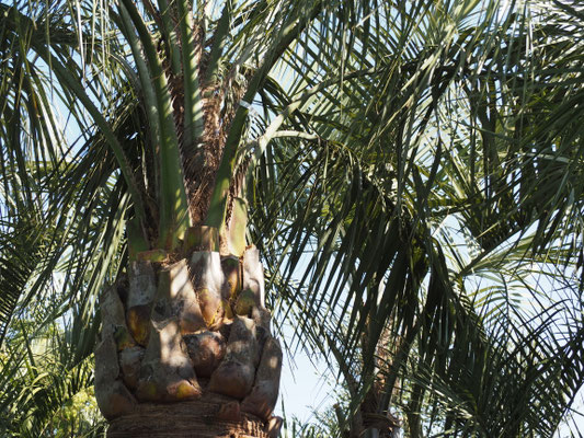 California Style カリフォルニアスタイル - 花ひろば 果樹 庭木 植木