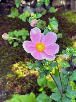 咲きたてほやほや...秋明菊, 秋の予感