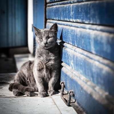 Essaouira Town cat