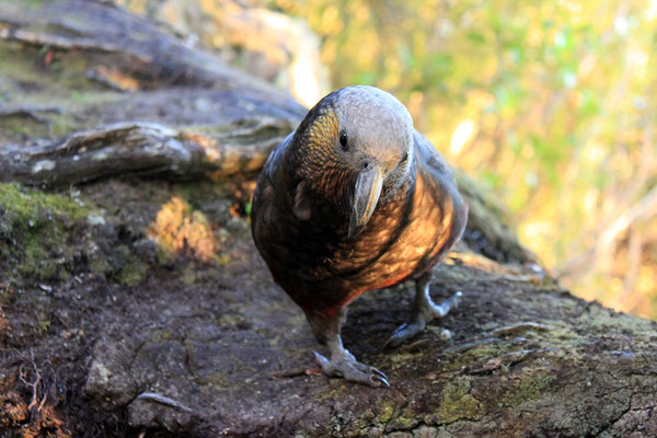 Kaka, ein Waldpapagei, gefunden auf Stewart Island in Neuseeland (c) Salomé Weber