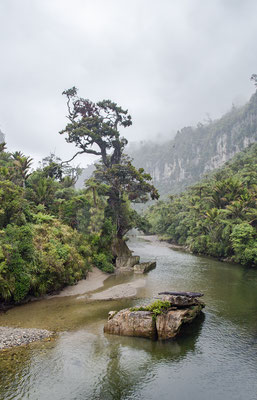 Eindruck vom Paparoa River Walk. 