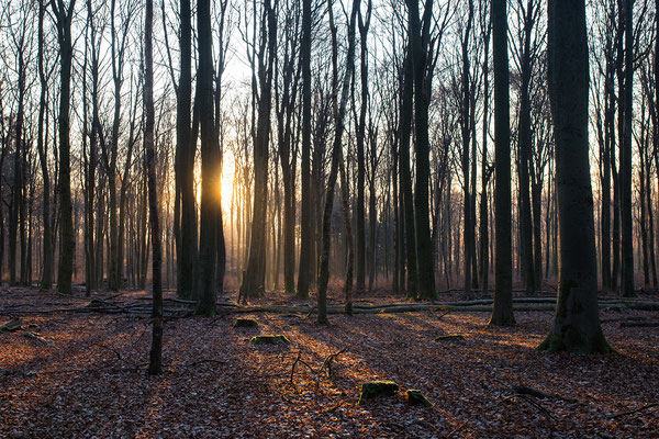 Urlaub in Deutschland: Wintermorgen im Westerwald. (c) Salomé Weber