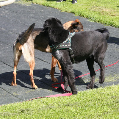 Foto cumcane familiari