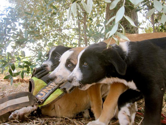 Foto Ramona Tarras Tierschutz Apulien