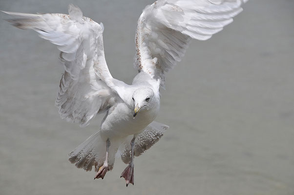 Möve im Flug Poole Groß-Britannien