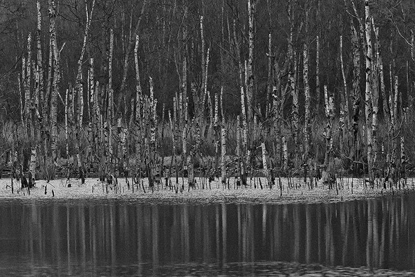 Hohes Moor Bremervörde Herbst abgestorbene Birken mit Spiegelung im Moorsee