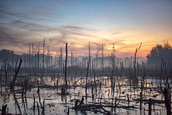 Hohes Moor Bremervörde Sonnenaufgang abgestorbene Birken