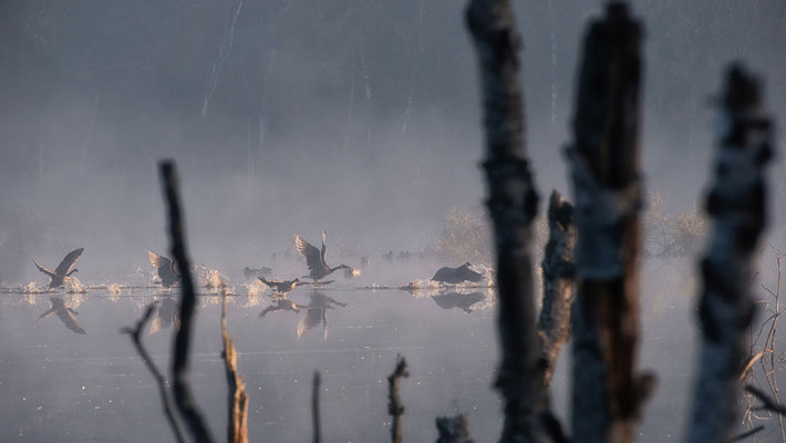 Hohes Moor Bremervörde Herbst morgens Gänse im Flug