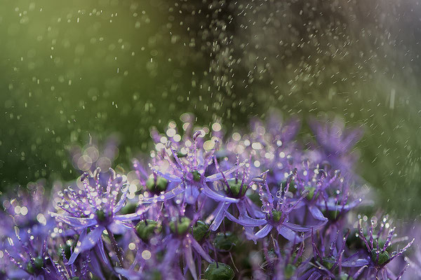 Allium pink im Regen Bremervörde Deutschland