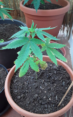 small cannabis plant