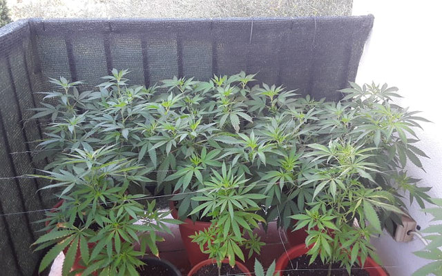growing cannabis outdoor