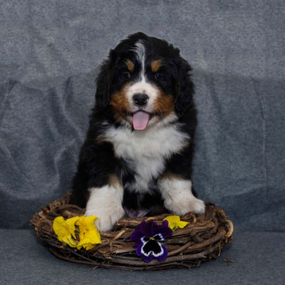 Theodor