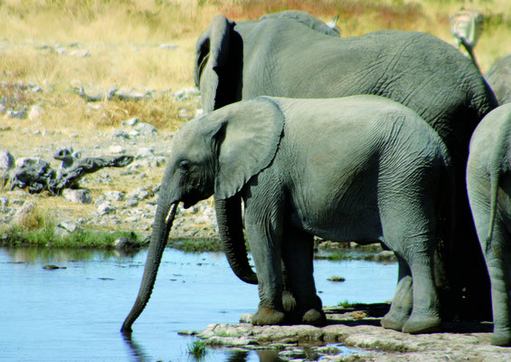 Elefant an Wasserstelle Etosha Nationalpark