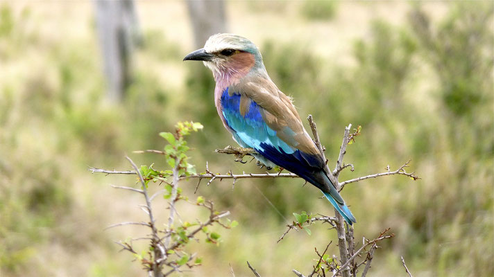 Vogelwelt Namibia