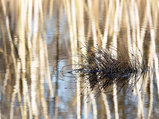 Birkenstämme spiegeln im Morgenlicht