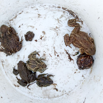 Im Sammeleimer: 3 Erdkröten und 4 Knoblauchkröten.