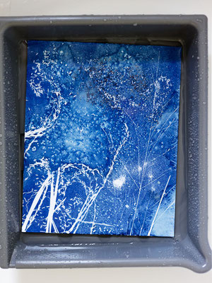 Cyanotypie - Faszination in Blau