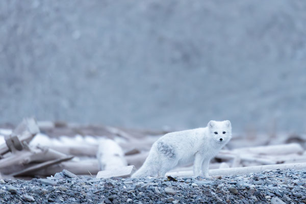 Svalbard Polarfuchs.