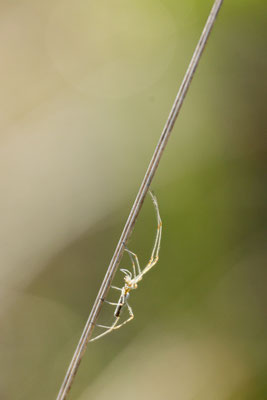 Spinne im Moor