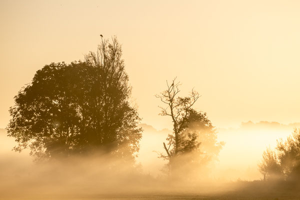 Sonnenaufgang mit Bodennebel an der Hamme im Teufelsmoor