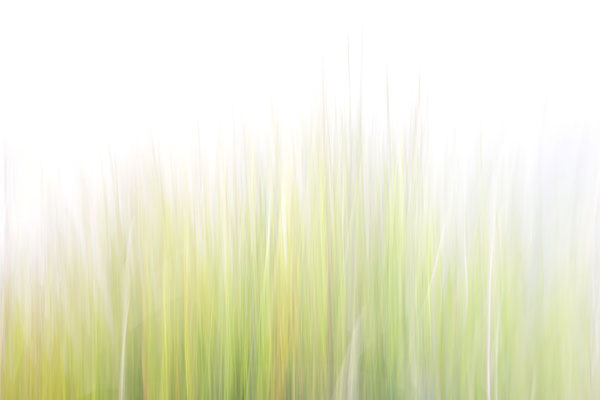 Gras abstrakt