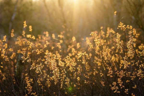 Moorgagel bei Sonnenaufgang