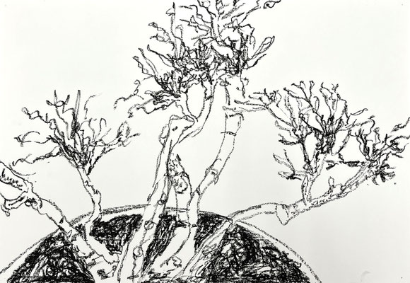 Sarah HATIORA SALICORNIOIDES Sennelier Ölpastellkreide 44 x 63 cm | Foto: Günter Wintgens