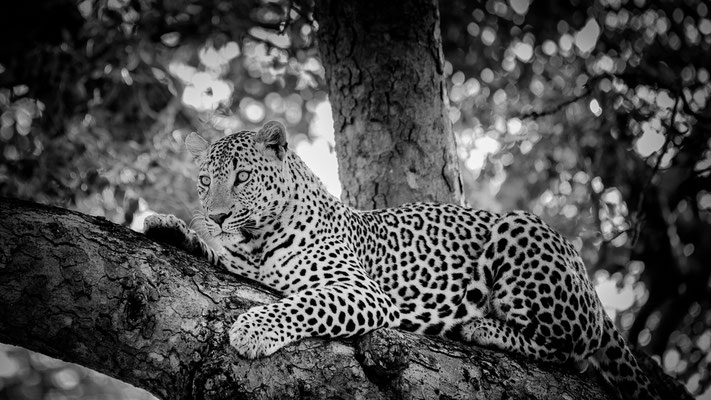 leopard | kruger national park | south africa 2022