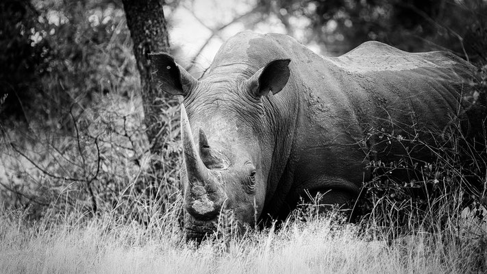rhino| kruger national park | south africa 2022
