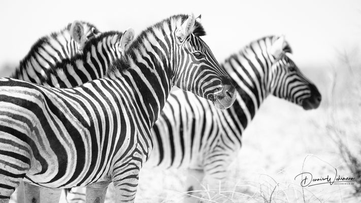zebra etosha pan namibia