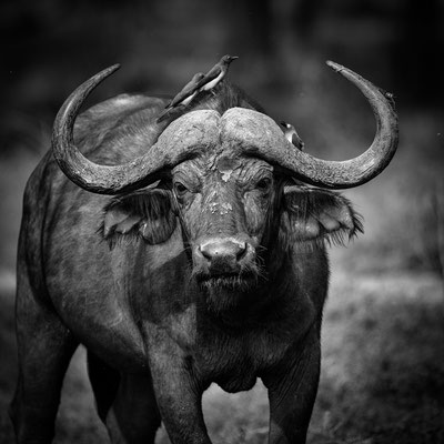 buffalo lower zambesi | zambia 2021