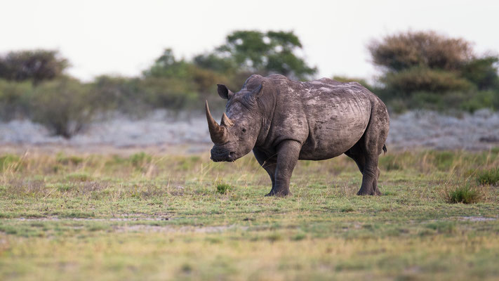 rhino | somewhere in the kalahari | botswana 2017