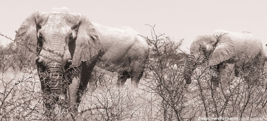 elephants | etosha national park | namibia 2012
