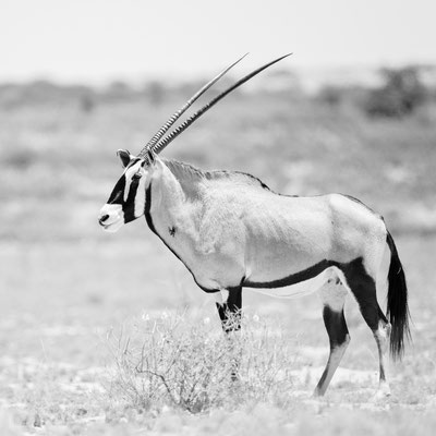 wildlifephotography namibia