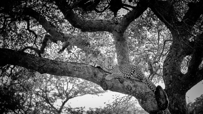 leopard | kruger national park | south africa 2022